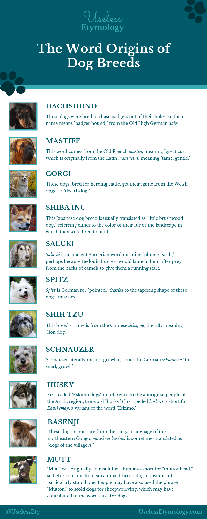 The Etymology of Dog Breed Names [Infographic] Useless Etymology